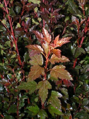 PHYSOCARPUS opulifolius 'Donna May' - image 1