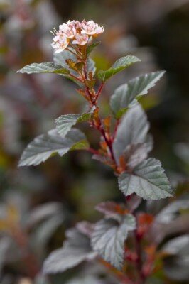 PHYSOCARPUS opulifolius 'Donna May' - image 2