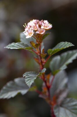 PHYSOCARPUS opulifolius 'Donna May' - image 3