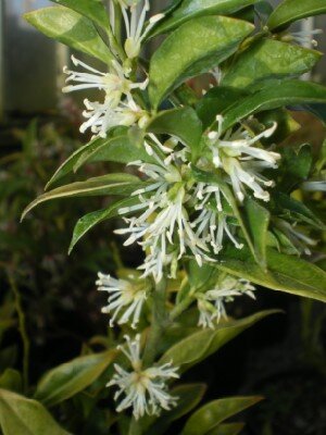 SARCOCOCCA confusa - image 1