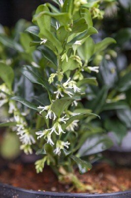 SARCOCOCCA confusa - image 2