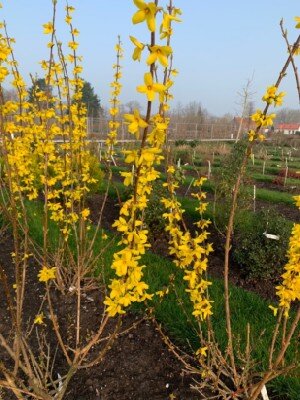 FORSYTHIA koreana 'Flying Machine'