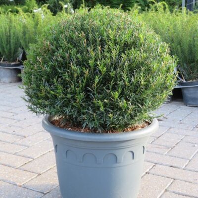 TAXUS baccata 'Renke's Little Green' - image 1