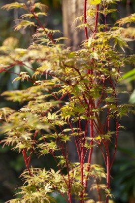 ACER palmatum 'Sango-kaku'