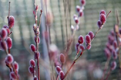 SALIX gracilistyla 'Mount Aso' - image 2