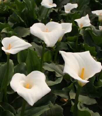 ZANTEDESCHIA aethiopica