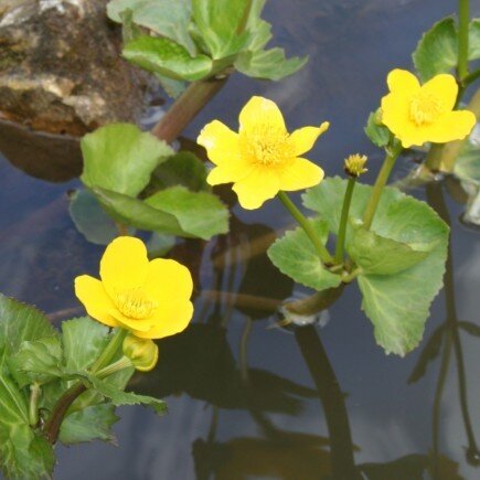 CALTHA polypetala