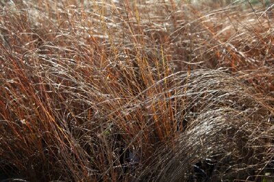 CAREX acutiformis - image 1