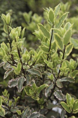 PITTOSPORUM tenuifolium 'Elizabeth' - image 2