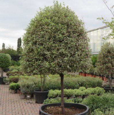 PITTOSPORUM tenuifolium 'Elizabeth' - image 2