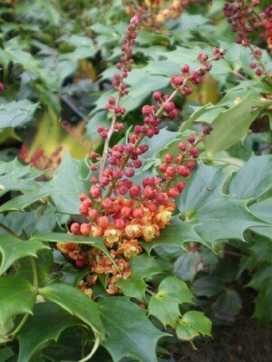 MAHONIA nitens 'Cabaret' - image 1