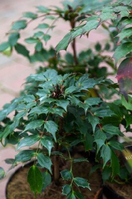 MAHONIA nitens 'Cabaret' - image 6