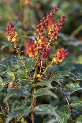 MAHONIA nitens 'Cabaret' - image 2