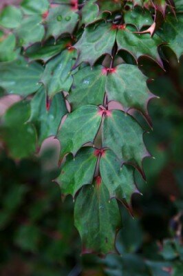 MAHONIA nitens 'Cabaret' - image 4