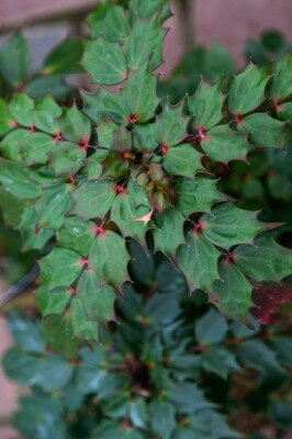 MAHONIA nitens 'Cabaret' - image 5