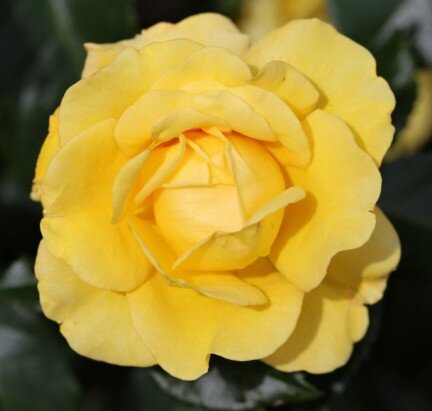 ROSA 'Happy Golden Wedding'