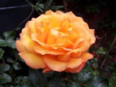 ROSA 'Precious Amber'