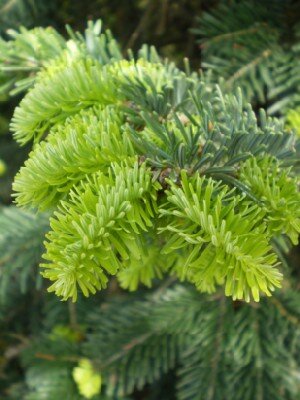 ABIES nordmanniana