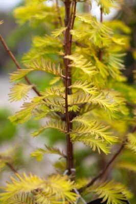 METASEQUOIA glyptostroboides 'Amber Glow'