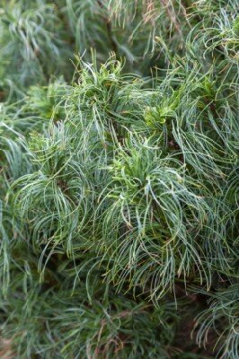 PINUS strobus 'Tiny Kurls'