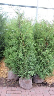 THUJA occidentalis 'Brabant'