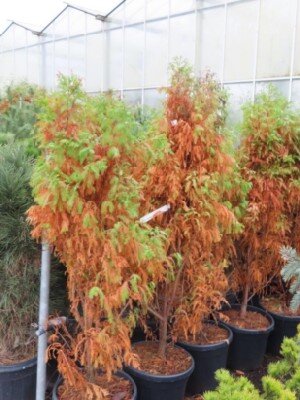 TAXODIUM distichum 'Lindsey's Skyward' - image 1