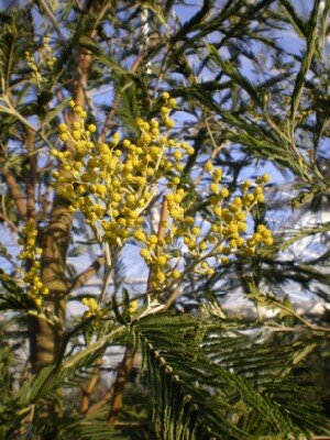 ACACIA dealbata