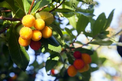 ARBUTUS unedo