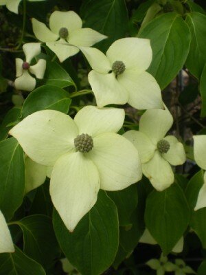 CORNUS kousa chinensis 'China Girl'