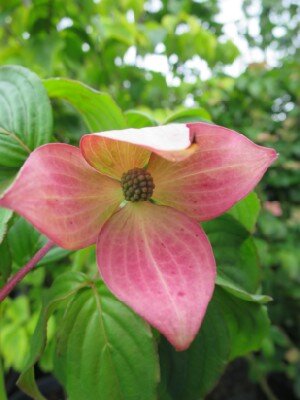 CORNUS kousa 'Satomi'