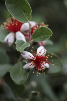 FEIJOA sellowiana