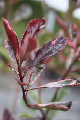 PHOTINIA x fraseri 'Pink Marble'