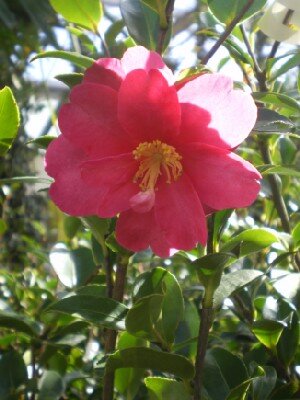 CAMELLIA sasanqua 'Hiryu'