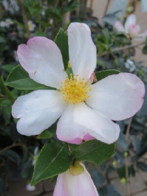 CAMELLIA sasanqua 'Versicolor'