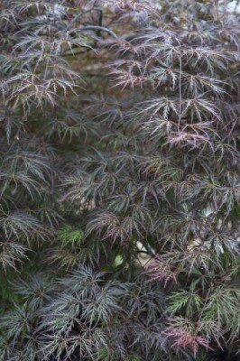 ACER palmatum dissectum 'Garnet'