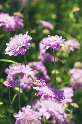 SCABIOSA incisa 'Kudo Blue' - image 1