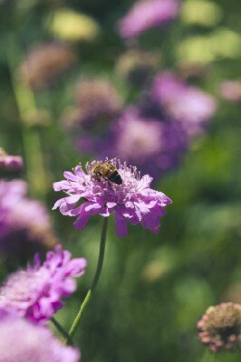 SCABIOSA incisa 'Kudo Blue' - image 2