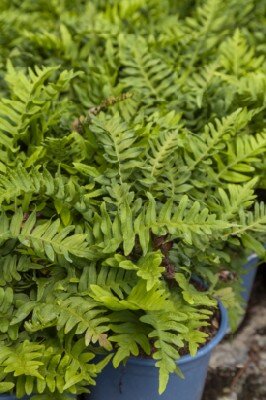 POLYPODIUM 'Whitley Giant'