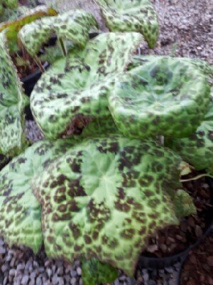 PODOPHYLLUM 'Spotty Dotty '