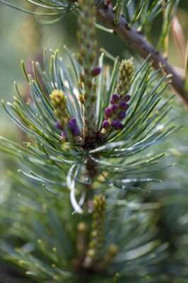 PINUS parviflora 'Bonnie Bergman' - image 3