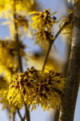 HAMAMELIS x intermedia 'Arnold Promise'