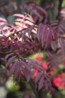 TOONA sinensis 'Flamingo' - image 3