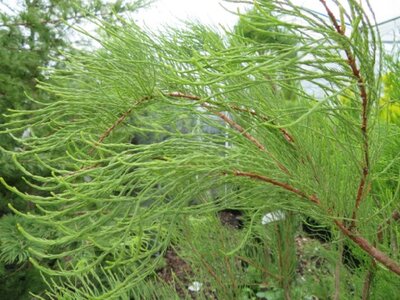 TAXODIUM distichum 'Nutans'