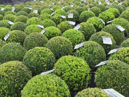 BUXUS sempervirens