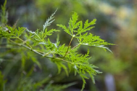 ACER palmatum dissectum