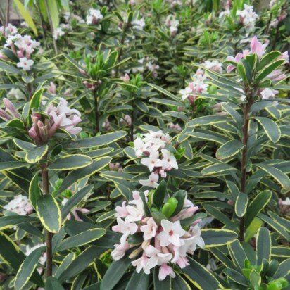 DAPHNE x transatlantica 'Summer Ice'