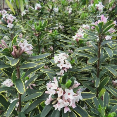 DAPHNE x transatlantica 'Summer Ice'