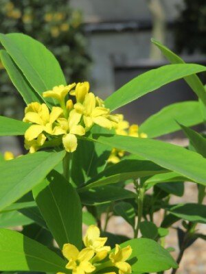 DAPHNE gemmata 'Royal Crown'