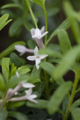 DAPHNE x transatlantica 'Pink Fragrance'