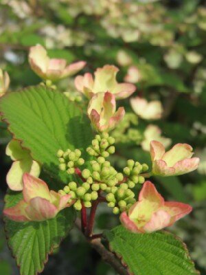 VIBURNUM plicatum 'Kilimanjaro' - image 1